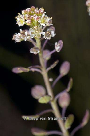 lepidium virginicum ssp virginicum 3 graphic